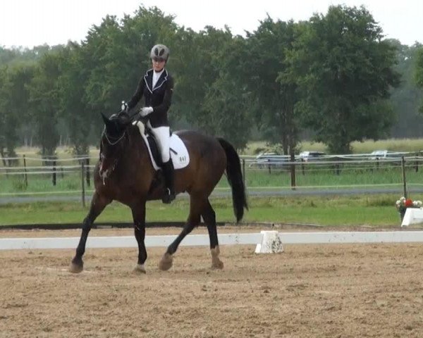 Dressurpferd Nero 420 (Deutsches Reitpferd, 2004, von Nariston)