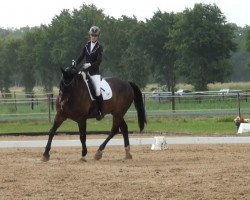 Dressurpferd Nero 420 (Deutsches Reitpferd, 2004, von Nariston)