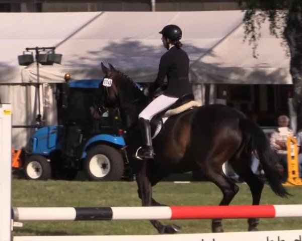 jumper Undercover 5 (German Warmblood, 1996, from Ultimo)
