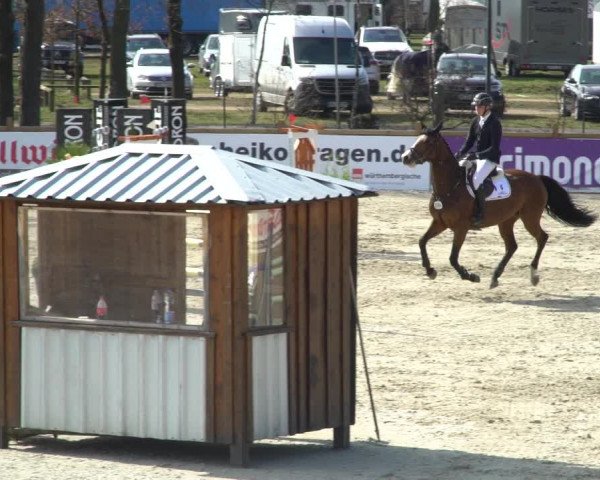 FEI Reitturnier Westergellersen (GER) 2021