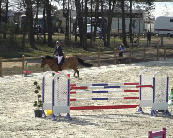 FEI Reitturnier Westergellersen (GER) 2021