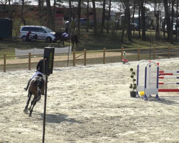 FEI Reitturnier Westergellersen (GER) 2021