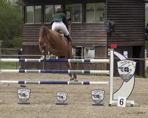 Reitturnier Lampertheim 2021