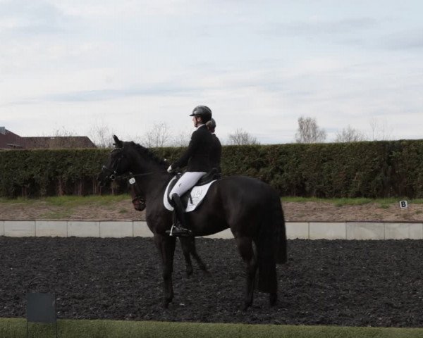 Reitturnier Handorf 2021