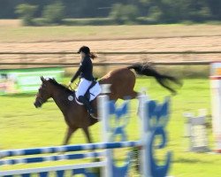 jumper Qashqai 3 (Oldenburg show jumper, 2006, from Quality 9)