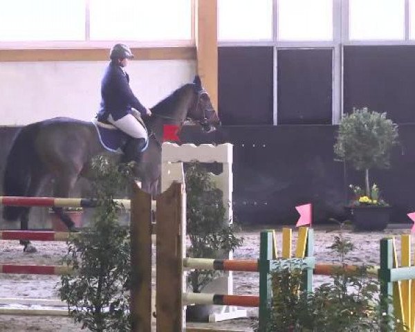 jumper Tara 222 (KWPN (Royal Dutch Sporthorse), 2000, from Morado)