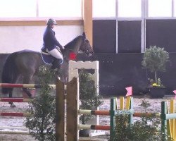 jumper Tara 222 (KWPN (Royal Dutch Sporthorse), 2000, from Morado)
