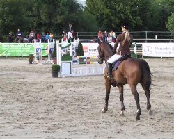 jumper Quincy 145 (Oldenburg show jumper, 2006, from Quality 9)