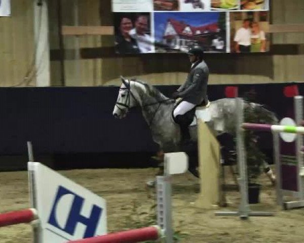 Springpferd Cassiano 7 (Holsteiner, 2007, von Carlos DZ)
