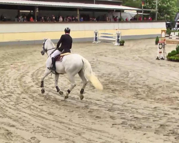 jumper Escape 20 (Hanoverian, 2000, from Escudo I) jumper Escape 20 (Hanoverian, 2000, from Escudo I)
