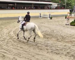 jumper Escape 20 (Hanoverian, 2000, from Escudo I)