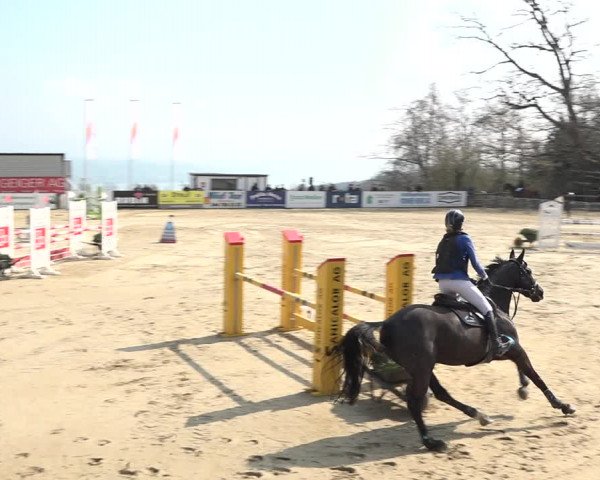 Reitturnier Wädenswil 2021