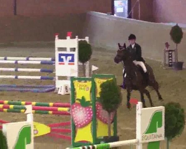 jumper Cooper 45 (Holsteiner, 1999, from Candillo Z)