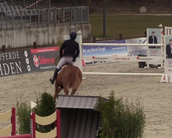FEI Reitturnier Westergellersen (GER) 2021