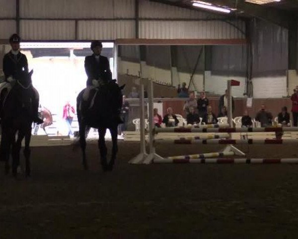 jumper Nobelnico (Haflinger, 2005, from Nachtstern)