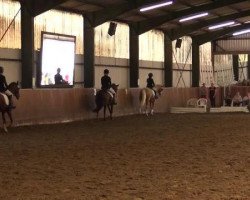 jumper Top Galvaro (German Riding Pony, 2006, from Top Grissue)