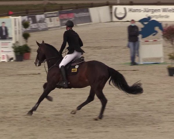 FEI Reitturnier Westergellersen (GER) 2021