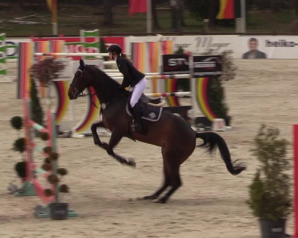 FEI Reitturnier Westergellersen (GER) 2021