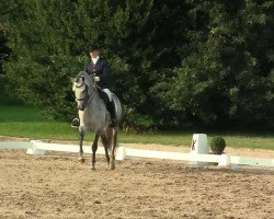 dressage horse Carino 565 (Pura Raza Espanola (PRE), 2004, from Grelo)