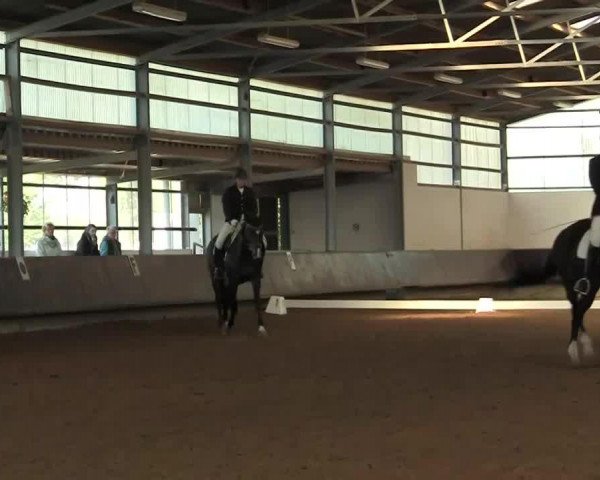 dressage horse Nouvelle 4 (KWPN (Royal Dutch Sporthorse), 1995, from Fedor)