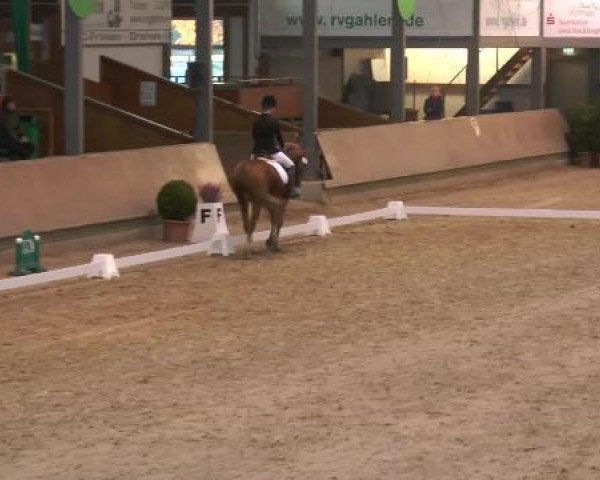 dressage horse Sunny Boy 331 (Pony without race description, 2006)