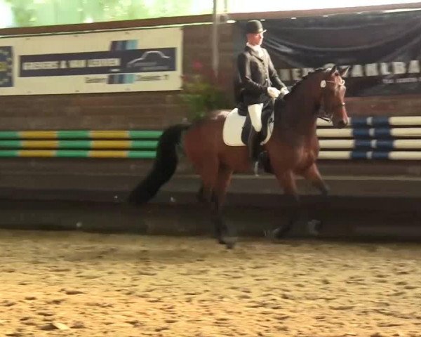 Dressurpferd Laurenzo 19 (Rheinländer, 2006, von Laurentianer)