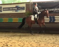 dressage horse Laurenzo 19 (Rhinelander, 2006, from Laurentianer)