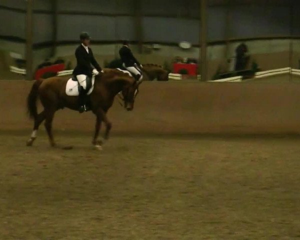 dressage horse Forever 142 (Westphalian, 2003, from Fürst Piccolo)