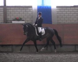 dressage horse Finest 7 (Westphalian, 2007, from Fürst Piccolo)