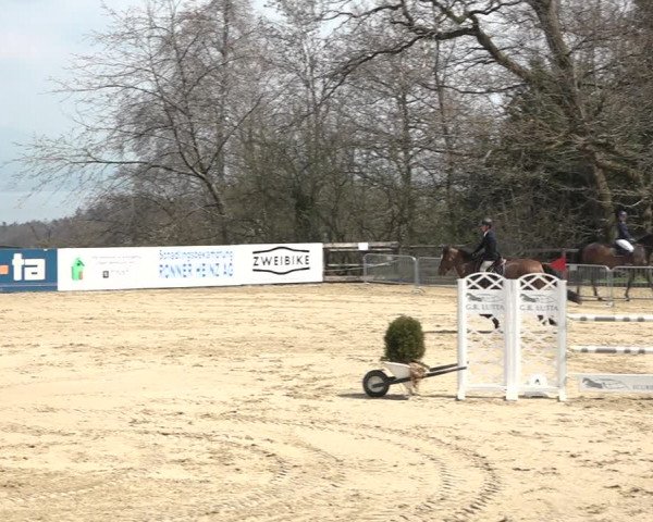 Reitturnier Wädenswil 2021