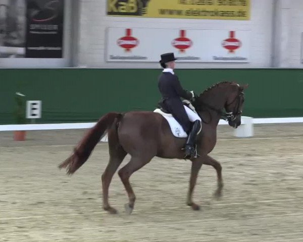 dressage horse Dragon 54 (Brandenburg, 1998, from Don Pikado)
