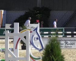 jumper Charade 14 (Westphalian, 2006, from Collin L)