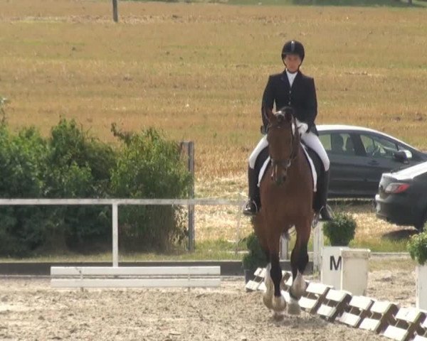 dressage horse El Cariño 4 (Westphalian, 2002, from Ehrenwort)