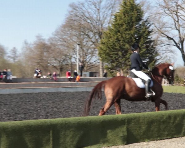 Reitturnier Handorf 2021