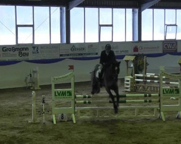 jumper Amadou 10 (Oldenburg, 2004, from Argentinus) jumper Amadou 10 (Oldenburg, 2004, from Argentinus)