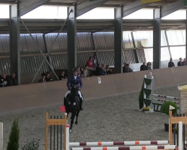jumper Dreamcatcher 9 (Hanoverian, 2006, from Don Crusador)