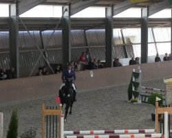 jumper Dreamcatcher 9 (Hanoverian, 2006, from Don Crusador)