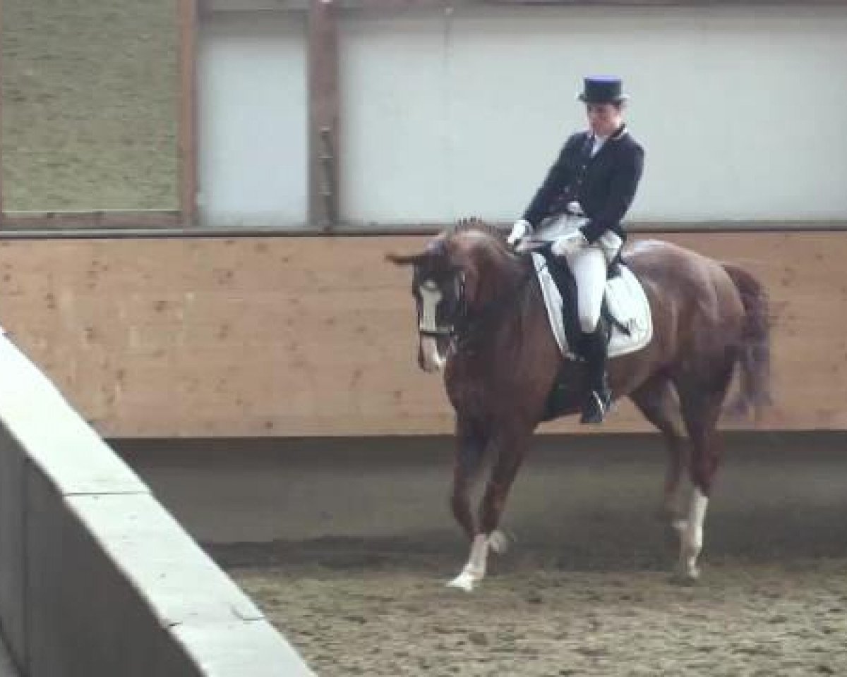 dressage horse Weissherbst 19 (Hanoverian, 2006, from Weltmeyer)