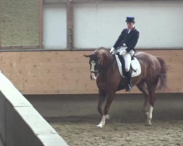 dressage horse Weissherbst 19 (Hanoverian, 2006, from Weltmeyer) dressage horse Weissherbst 19 (Hanoverian, 2006, from Weltmeyer)