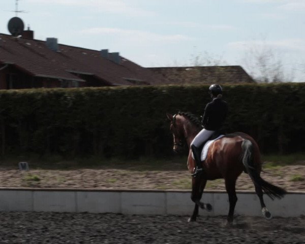 Reitturnier Handorf 2021