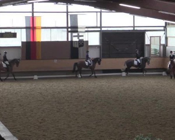 jumper Tus de Pomme (Belgian Warmblood, 1996, from Jus de Pomme)