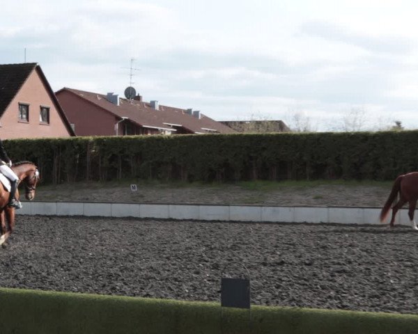 Reitturnier Handorf 2021