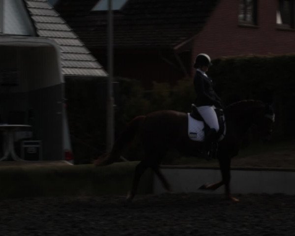 Reitturnier Handorf 2021