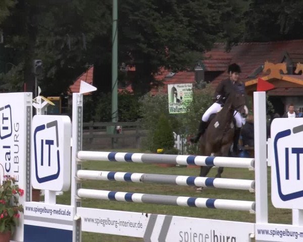 jumper Lesatho (Holsteiner, 2004, from Leonce)