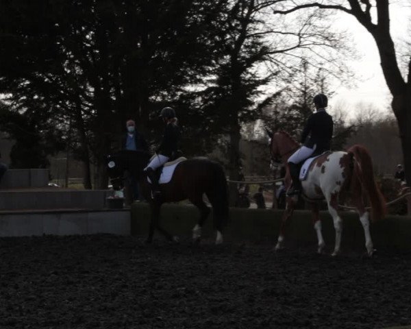 Reitturnier Handorf 2021