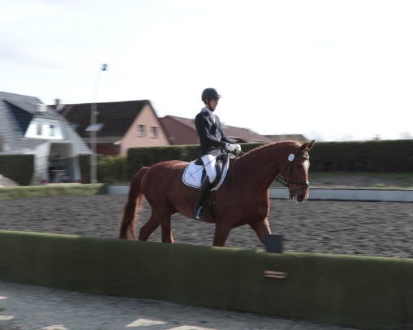 Reitturnier Handorf 2021