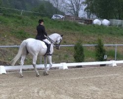 dressage horse Lanciano 29 (Hessian Warmblood, 1995, from Lone Star)
