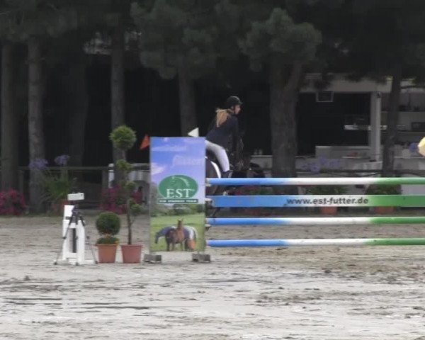 dressage horse Ricarda B 2 (Rhinelander, 2005, from Riccio)