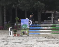 dressage horse Ricarda B 2 (Rhinelander, 2005, from Riccio)