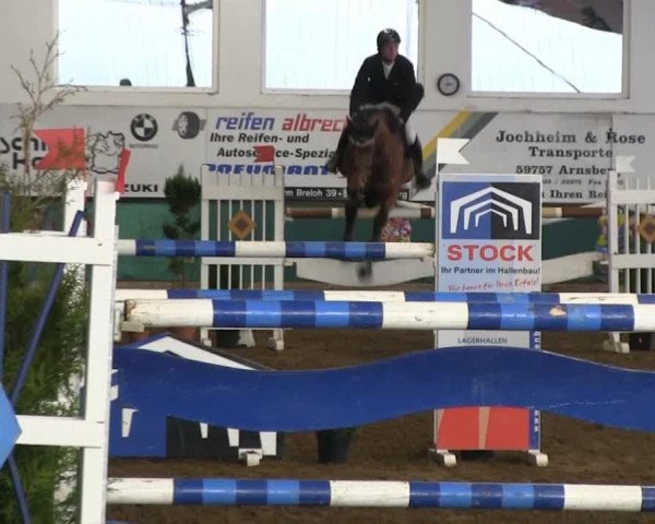 broodmare Cordella 3 (Oldenburg show jumper, 2006, from Cyrano de Bergerac)